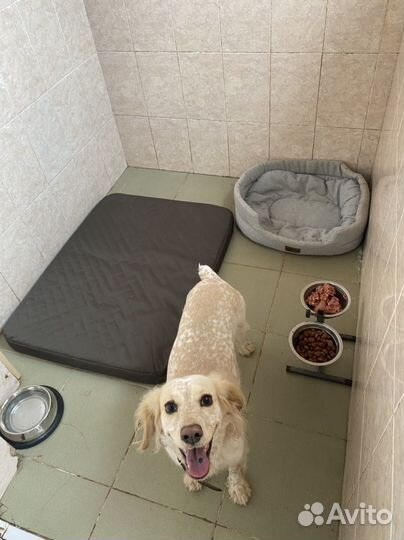 Зоогостиница для животных