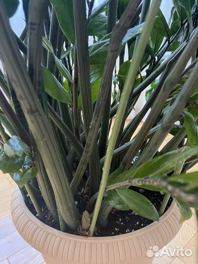 Замиокулькас