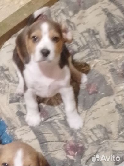 Щенки бигля