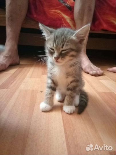 Отдам в добрые руки