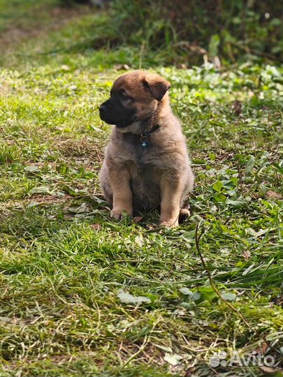 Щенки овчарки