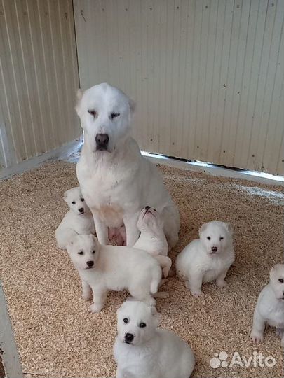 Щенки алабая