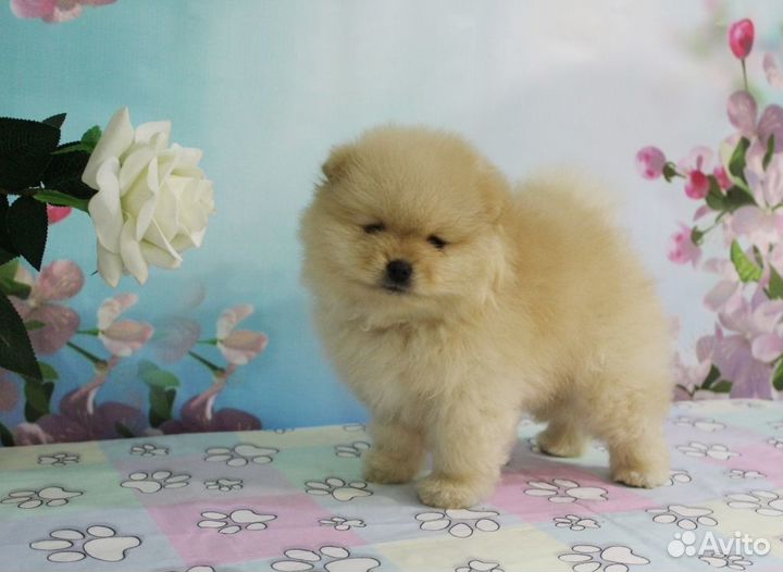 Пушистые комочки