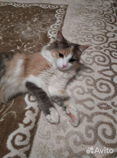 Кошка в добрые руки