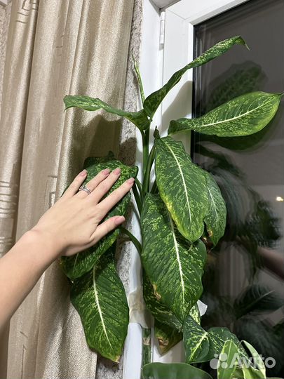 Диффенбахия рефлектор