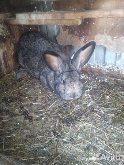 Кролики мясных пород и великаны