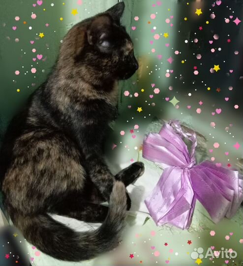 Ксюша (стерилизована)