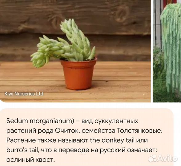 Очиток седум Моргана