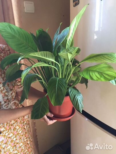 Спатифиллум женское счастье