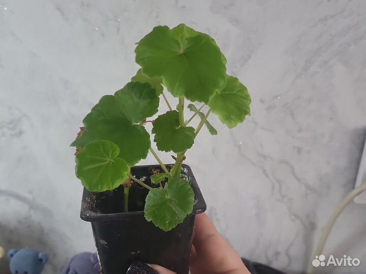 Бегония клобучковая