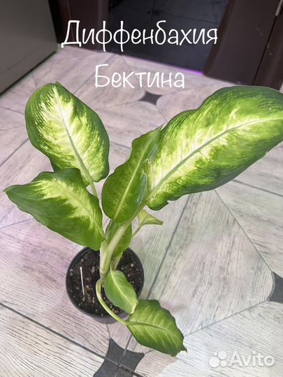 Комнатные растения
