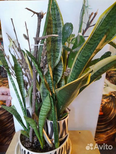 Черенки колиусов герани бальзамина 50р комн растен