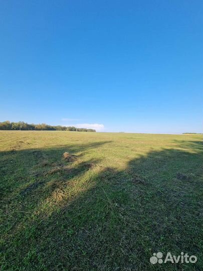 Сено бесплатно