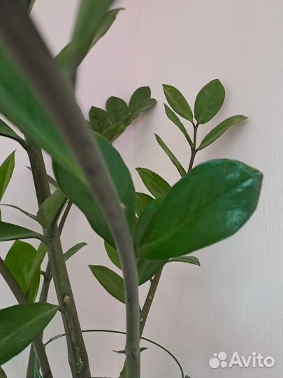 Замиокулькас