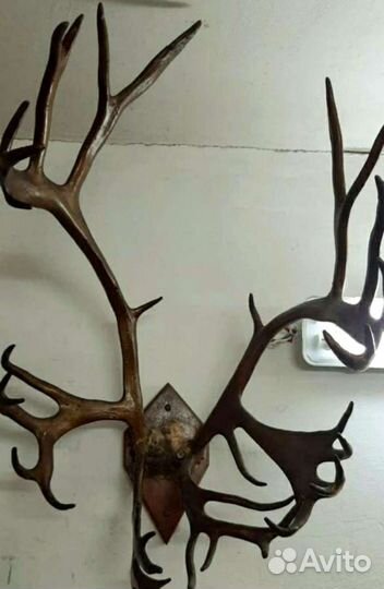 Рога оленя