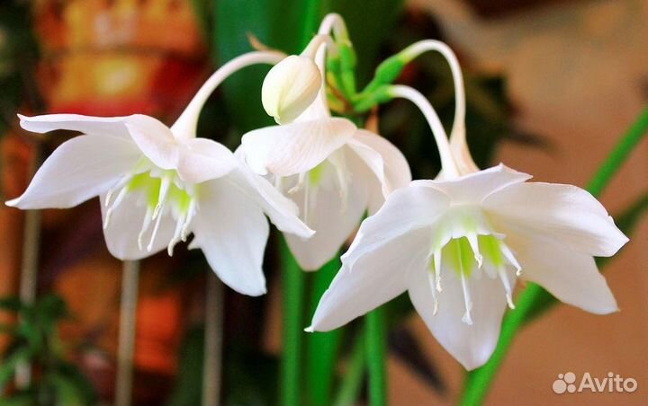 Амазонская лилия -Эухарис