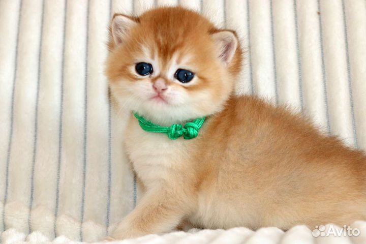 Котята золотые британские шиншиллы