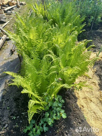 Папоротник