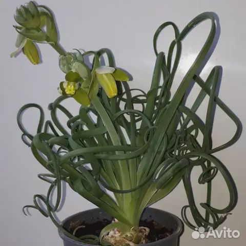 Альбука спиральная