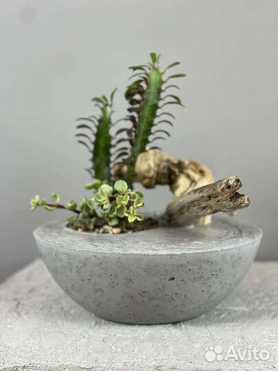 Интерьерные и сезонные композиции