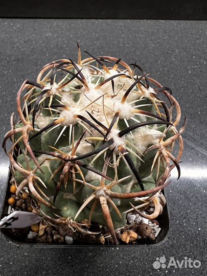 Coryphantha tripugionacantha Корифанта