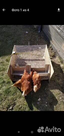 Клетка для перепелок и кур