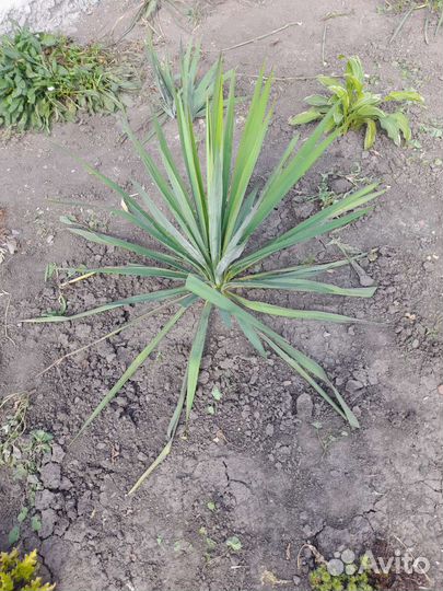 Юкка садовая