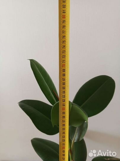 Фикус 75см