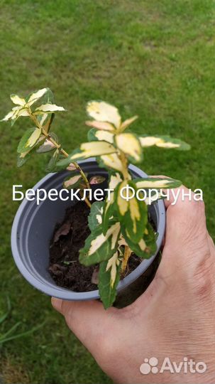 Бересклет Форчуна