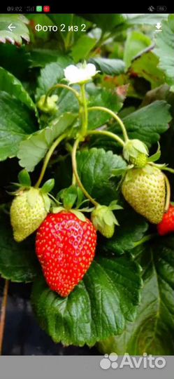 Клубника ранняя и земклубника