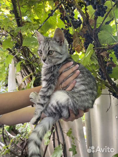 Молодая кошка Лана