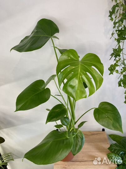 Монстера деликатесная