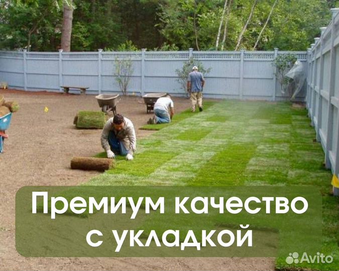 Рулонный газон с укладкой