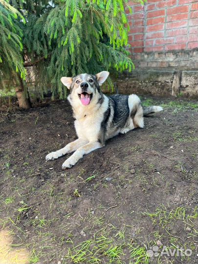 Бетти нуждается в доме