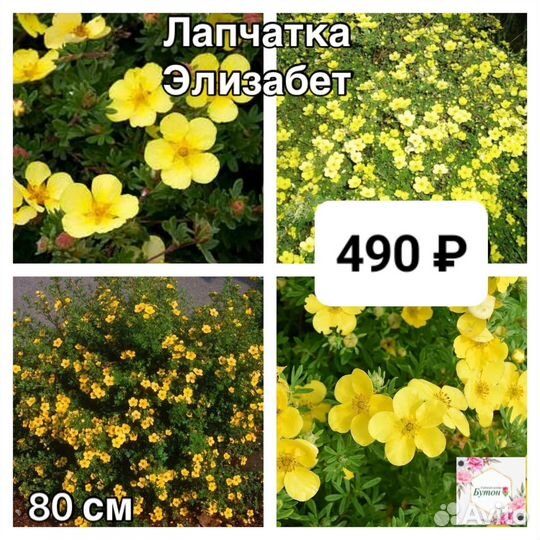 Лапчатка саженцы 2ух летка