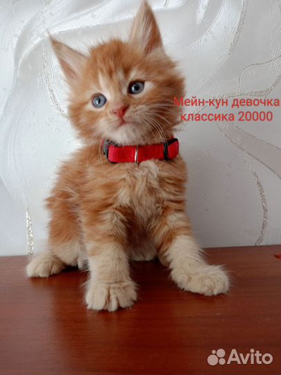 Мейн-кун