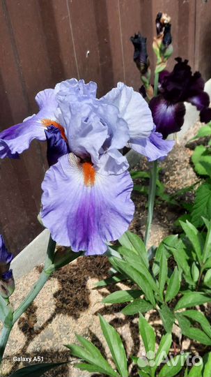 Ирисы бородатые