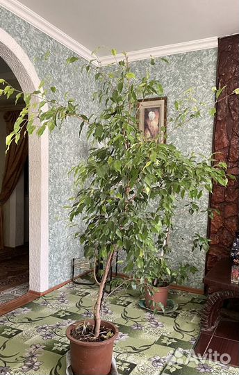 Фикус Бенджамина