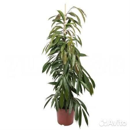 Растения для офиса