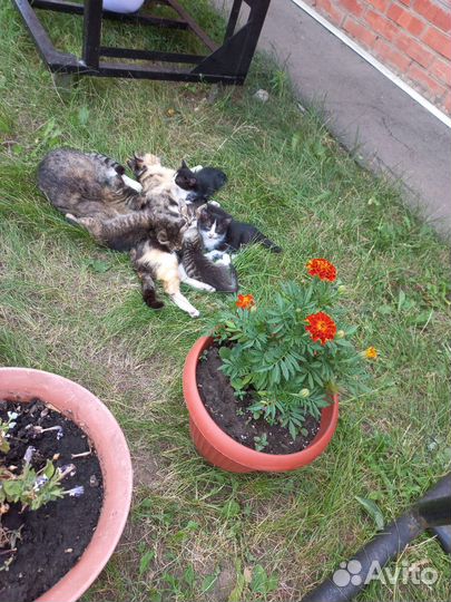 Котята в добрые руки