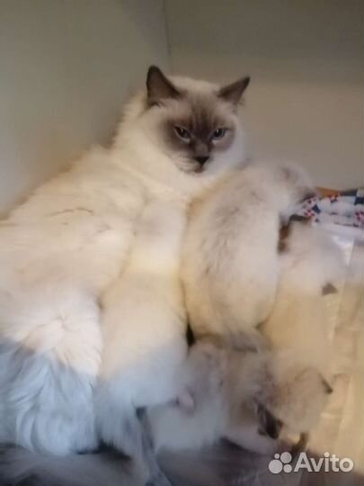 Новые котята рэгдолл из домашнего питомника