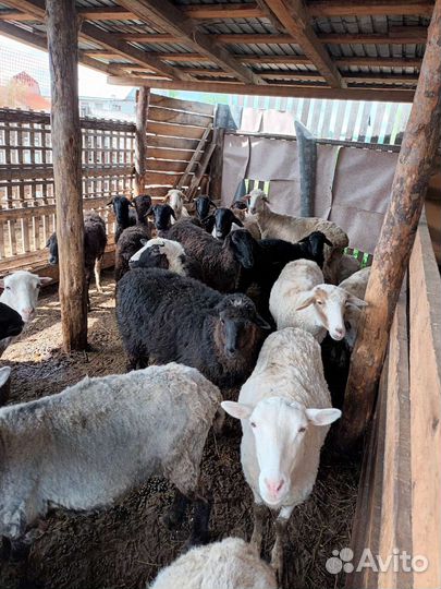 Овцы бараны