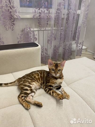 Бенгал из питомника Bengystar