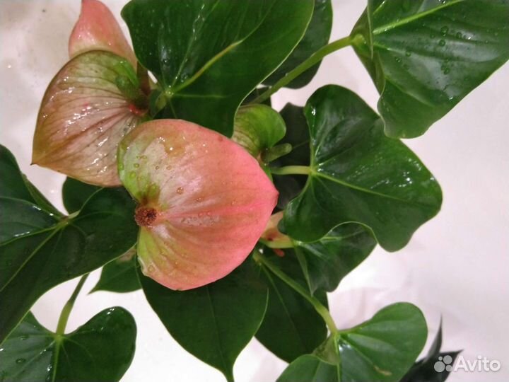 Антуриумы цветущие и деленки разные сорта