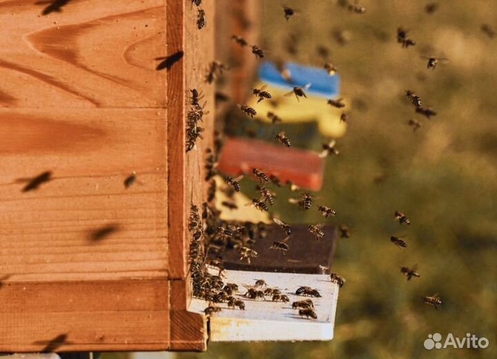 2024 Мёд натуральный с Алтая опт