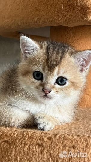 Шотландские золотые шиншиллы котята скотиш страйт