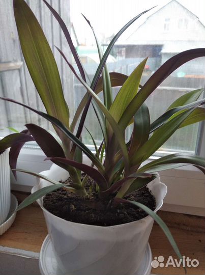 Рэо (Традесканция)