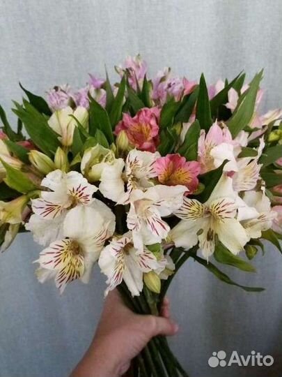 Альстромерия