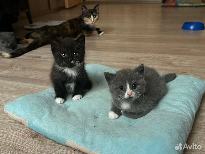 Котята в добрые руки