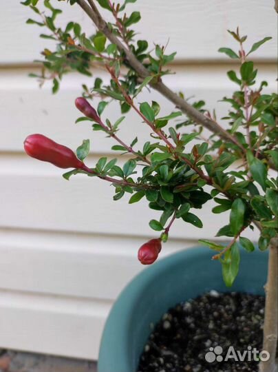 Гранат комнатный